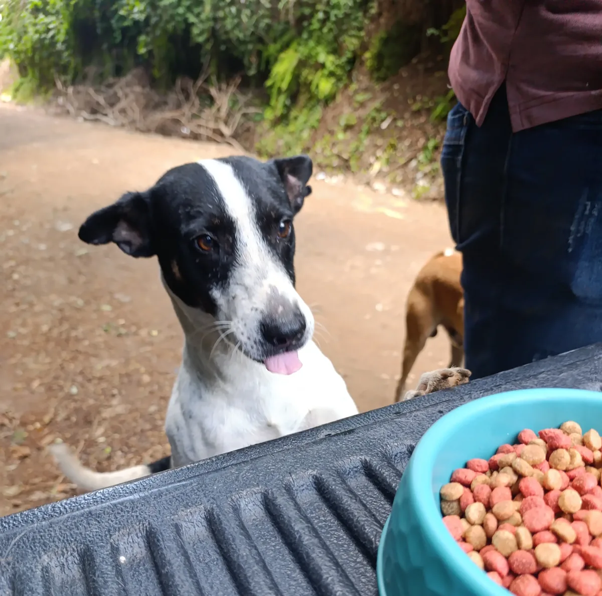 Ruta de Alimentación