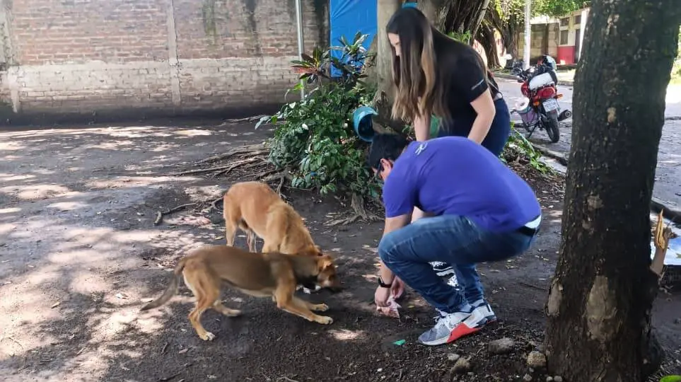 Apoyo voluntario a animalitos atendidos por Paraíso 503