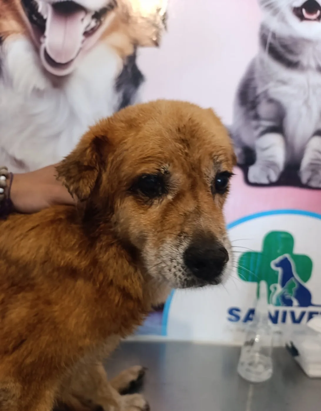 Atención Veterinaria en acción
