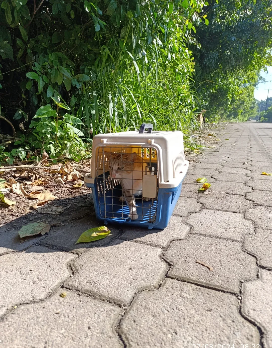 Trabajo de Atención Veterinaria